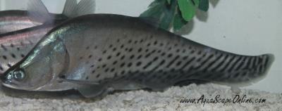 Royal Knifefish 7" (Chitala blanci)